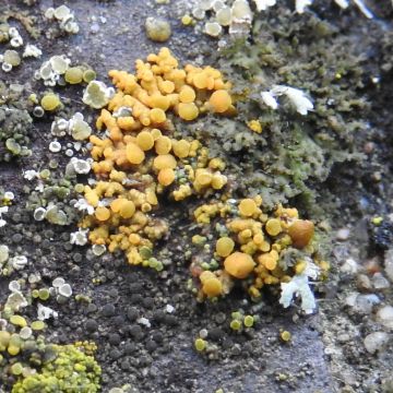 Rusavskia elegans