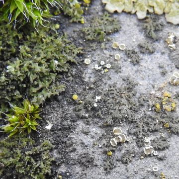 Lichen photo