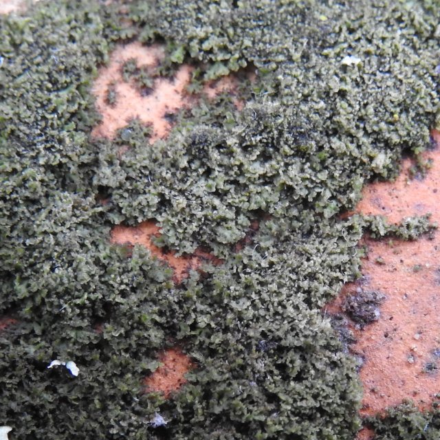 Phaeophyscia nigricans humide