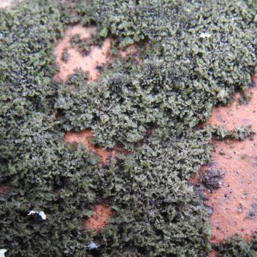 Phaeophyscia nigricans humide