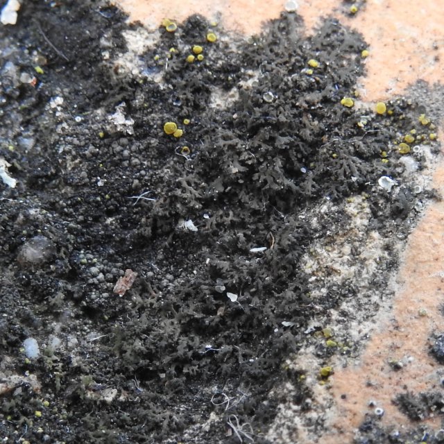 Phaeophyscia nigricans sec