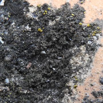 Phaeophyscia nigricans sec