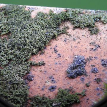 Phaeophyscia nigricans, coalescence de thalles