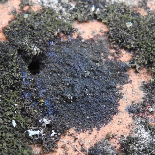 Verrucaria nigrescens