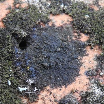 Lichen photo