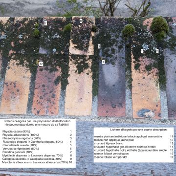 Au moins 17 lichens sur un appui de fenêtre photo