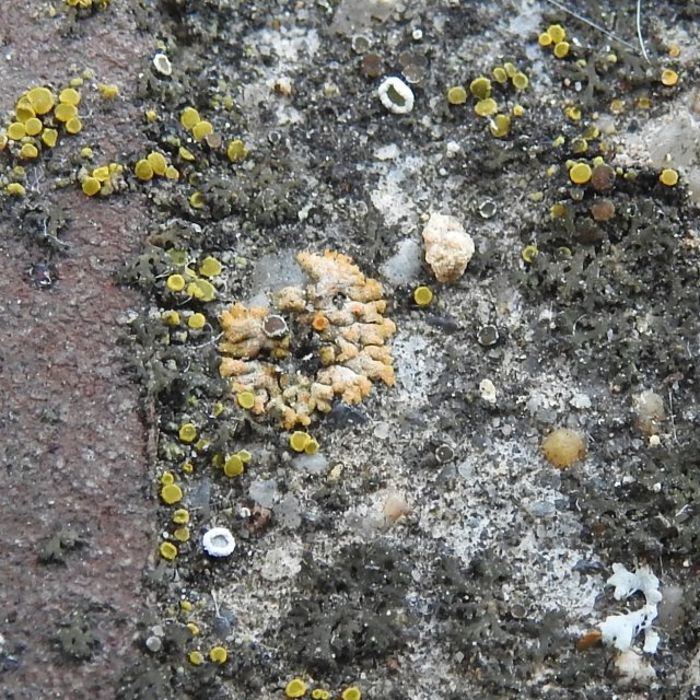 9 - Calogaya saxicola