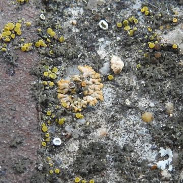 9 - Calogaya saxicola