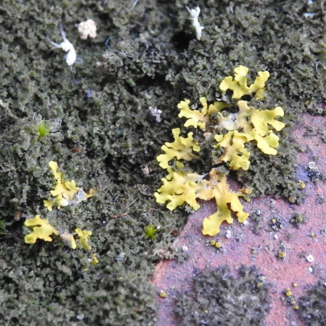 12 - Foliacé non appliqué jaune pâle