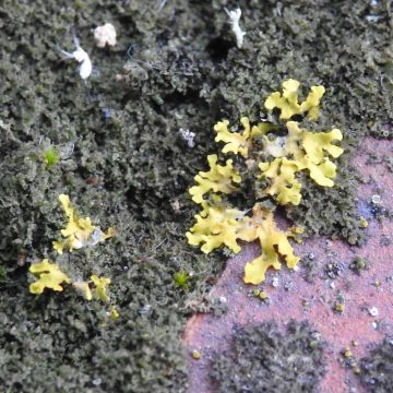 12 - Foliacé non appliqué jaune pâle