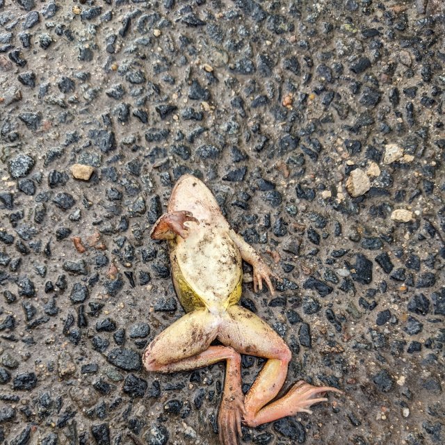 Grenouille agile (accidentée), face ventrale