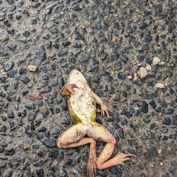 Grenouille agile (accidentée), face ventrale