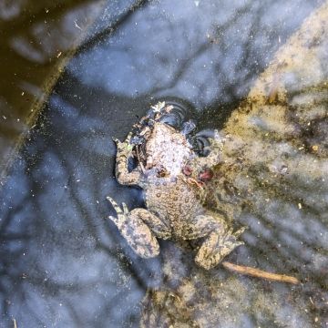 Alyte (ou crapaud) accoucheur photo