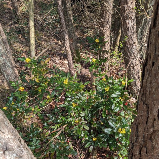 Mahonia à feuilles de houx