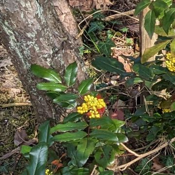 Mahonia à feuilles de houx, feuilles imparipennées