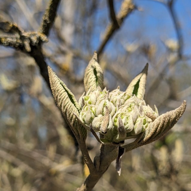 Viorne lantane, pousse florale