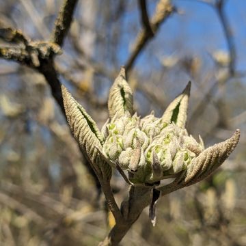 Viorne lantane, pousse florale