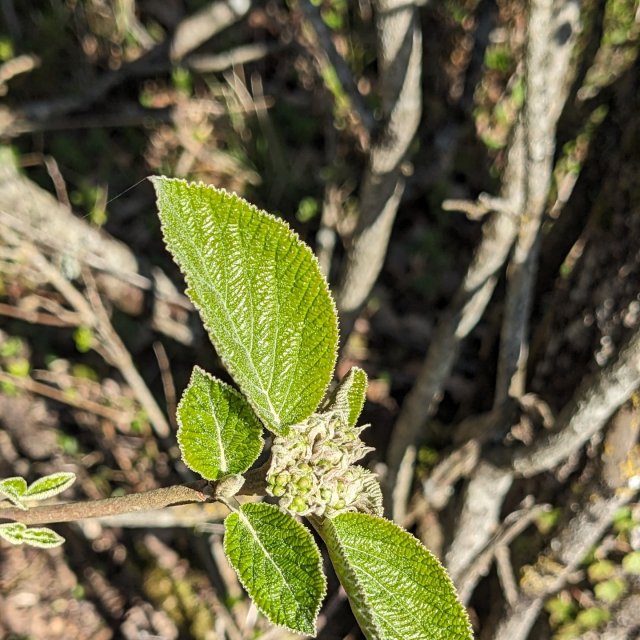 Viorne lantane, feuilles et pousse florale