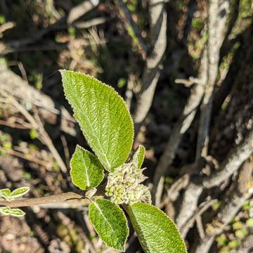 Viorne lantane, feuilles et pousse florale