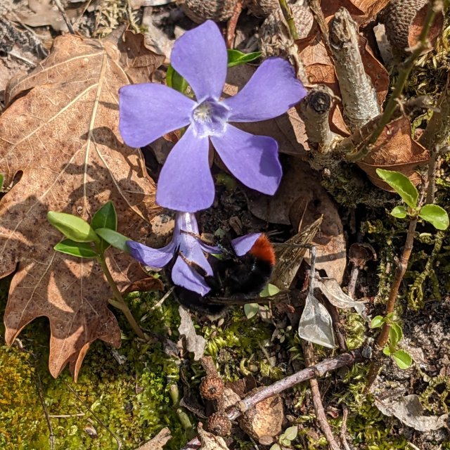 Bourdon des pierres, reine