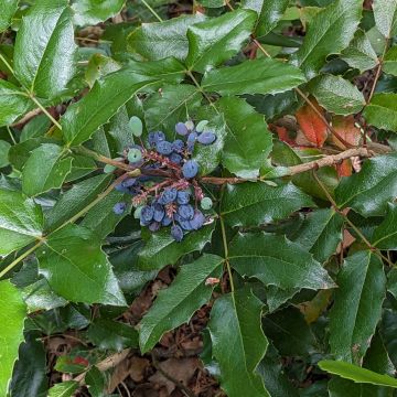 Mahonia à feuilles de houx, fruits