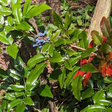 Mahonia à feuilles de houx, fruits et feuilles rouges