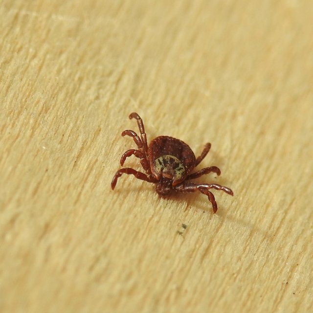 Dermacentor reticulatus, femelle