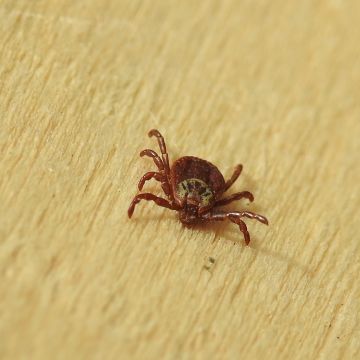Femelle Dermacentor reticulatus (tique) photo