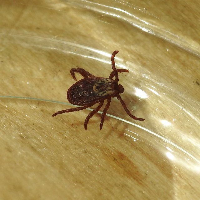 Dermacentor reticulatus, femelle