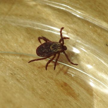 Dermacentor reticulatus, femelle