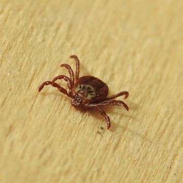 Dermacentor reticulatus, femelle, épine à l'arrière des pédipalpes