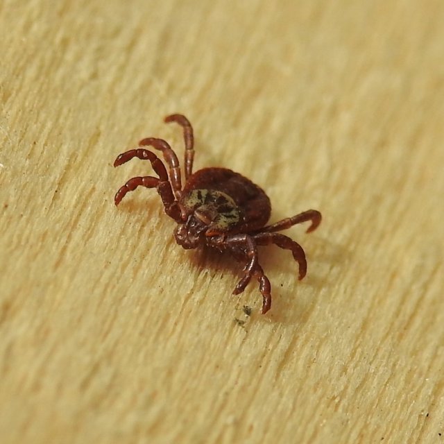 Dermacentor reticulatus, femelle, épine à l'arrière des pédipalpes