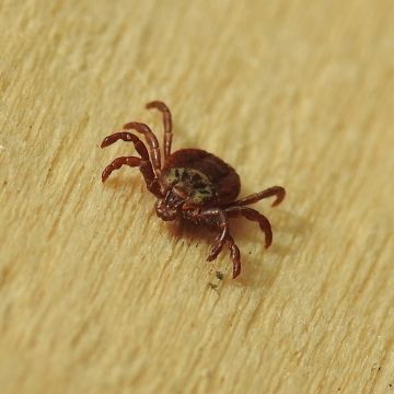 Dermacentor reticulatus, femelle, épine à l'arrière des pédipalpes