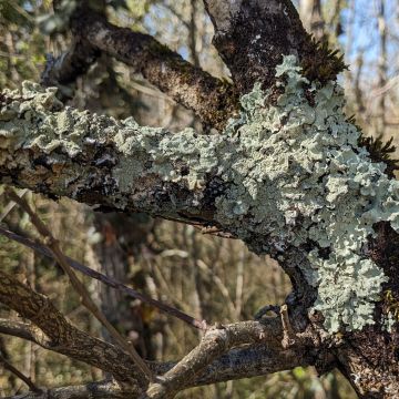 Lichen photo
