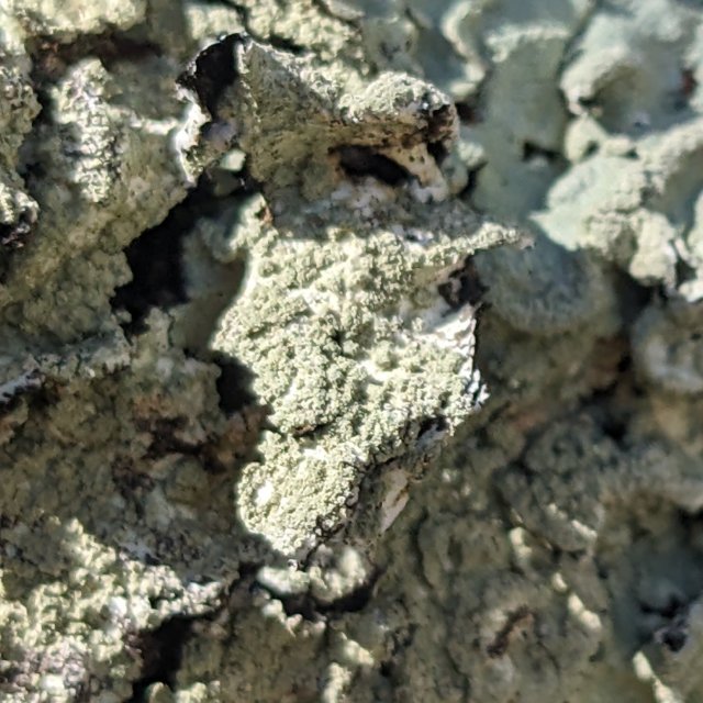 Flavoparmelia caperata, sorédies bien délimitées