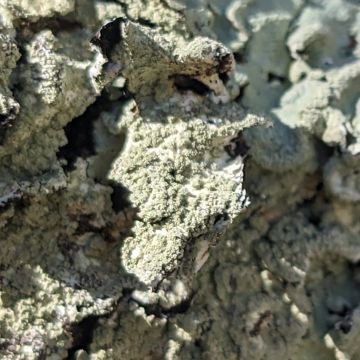 Flavoparmelia caperata, sorédies bien délimitées