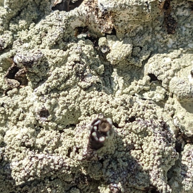 Flavoparmelia caperata, sorédies convergentes