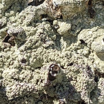 Flavoparmelia caperata, sorédies convergentes