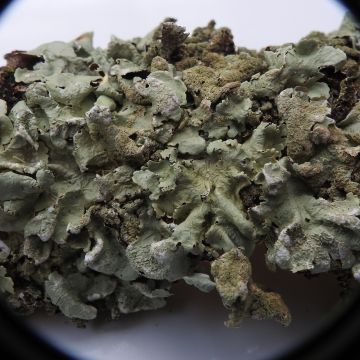 Flavoparmelia caperata, autre exemplaire