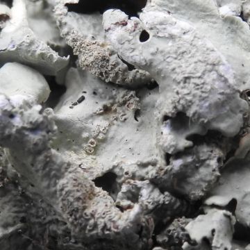 Flavoparmelia caperata, apothécies