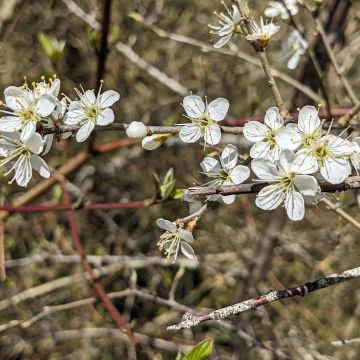 Prunellier (ou prunelier) photo