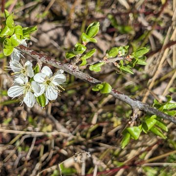 Prunellier, fleurs et apparition des feuilles