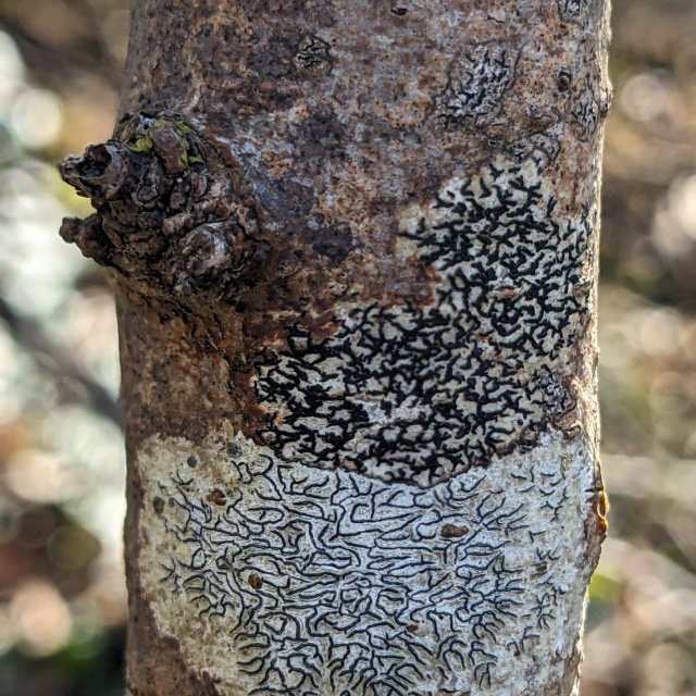 Arthonia atra et Graphis scripta