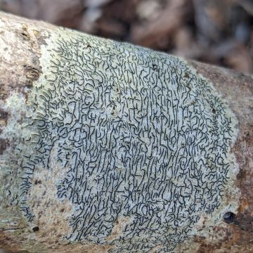 Graphis scripta, à lirelles très alignées