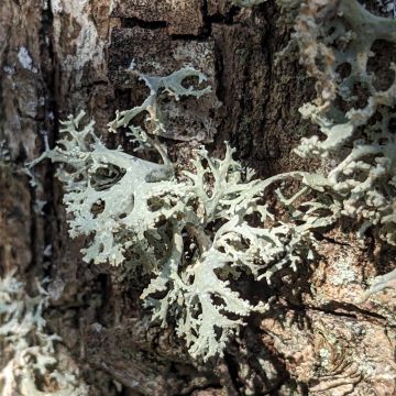 Lichen photo