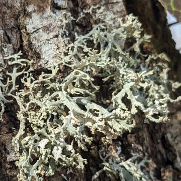 Evernia prunastri, soralies et face inférieure