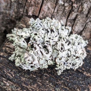 Lichen photo