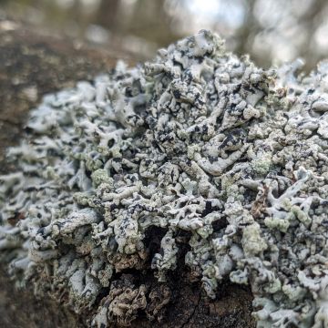 Hypogymnia physodes (lignicole)