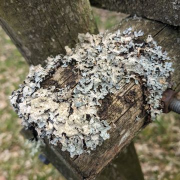 Lichen photo