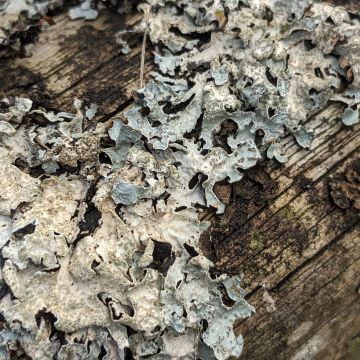 Parmelia sulcata 1, vue rapprochée